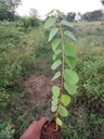 Bridelia retusa (முள் வேங்கை)