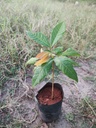 Schleichera oleosa (கும்பாதிரி)