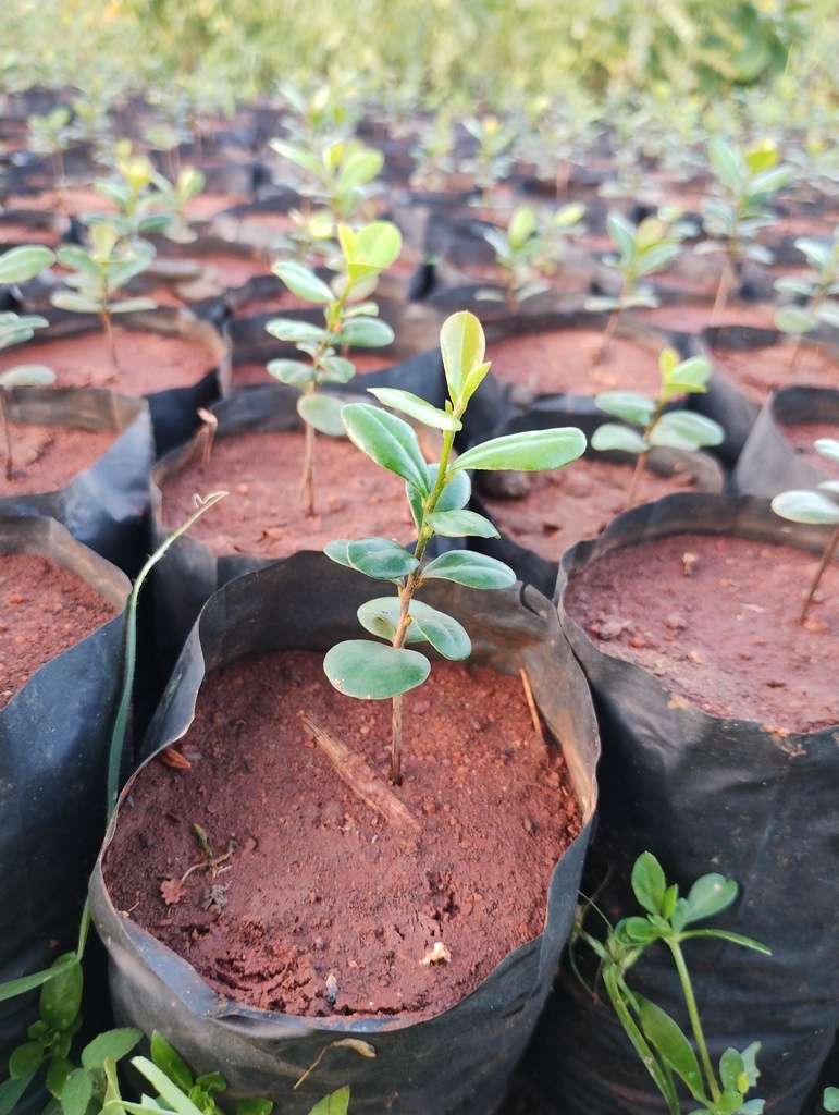 Diospyros ferrea (இரும்புலி)