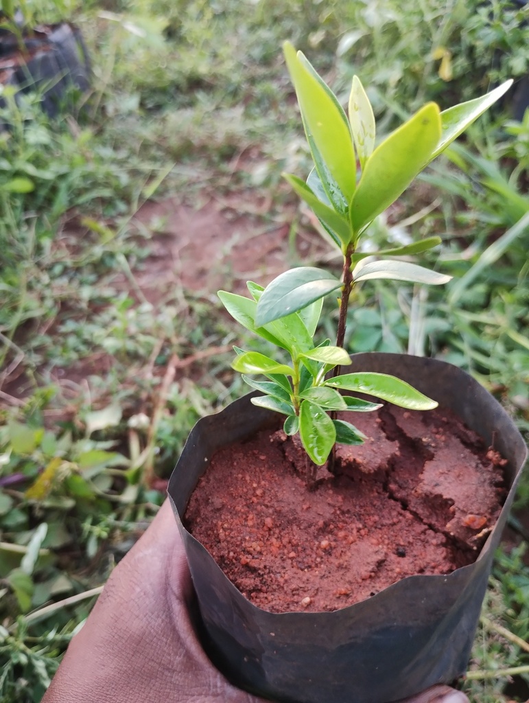 Eugenia bracteata (தெரு நாவல்)