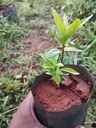 Eugenia bracteata (தெரு நாவல்)