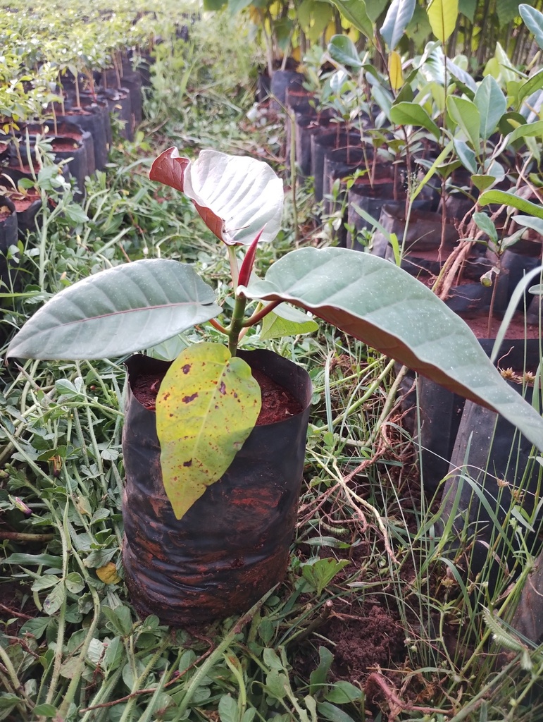 Ficus albipila 
