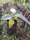 Ficus albipila 