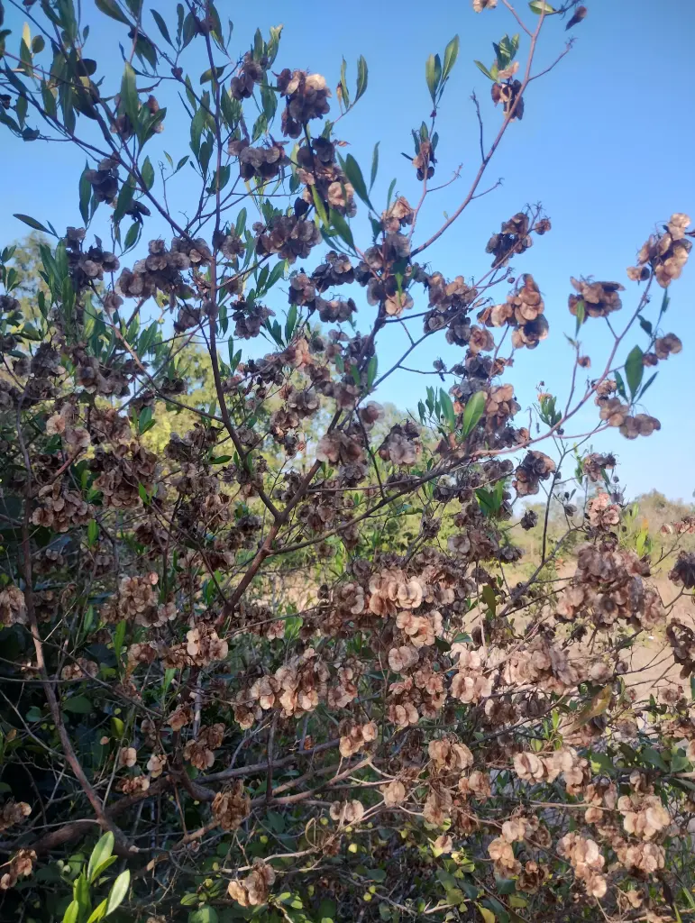 Dodonaea viscosa, hope bush, விராலி