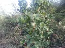 Atalantia monophylla, Indian atalantia, Wild lime tree ,காட்டு, நாட்டு எலுமிச்சை