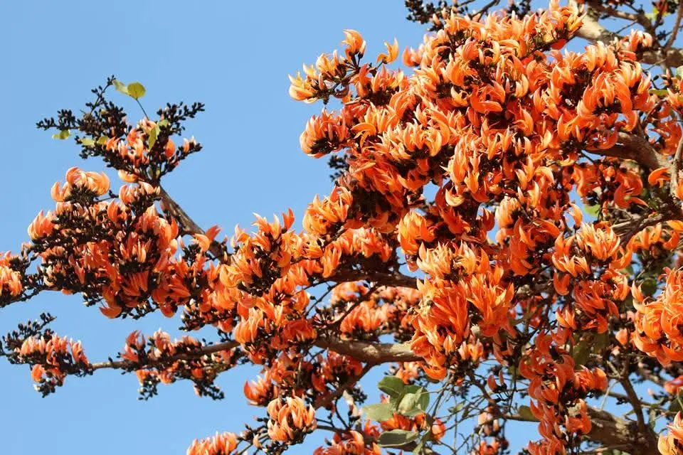 Butea monosperma (புரசு)