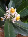 Calophyllum inophyllum (புன்னை)