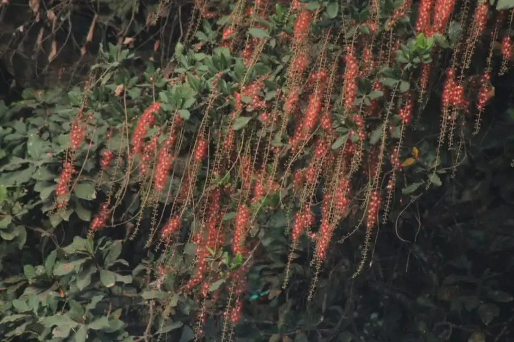 Barringtonia acutangula, Freshwater Mangrove, Indian Oak, Indian Putat, நீர் அடம்பை