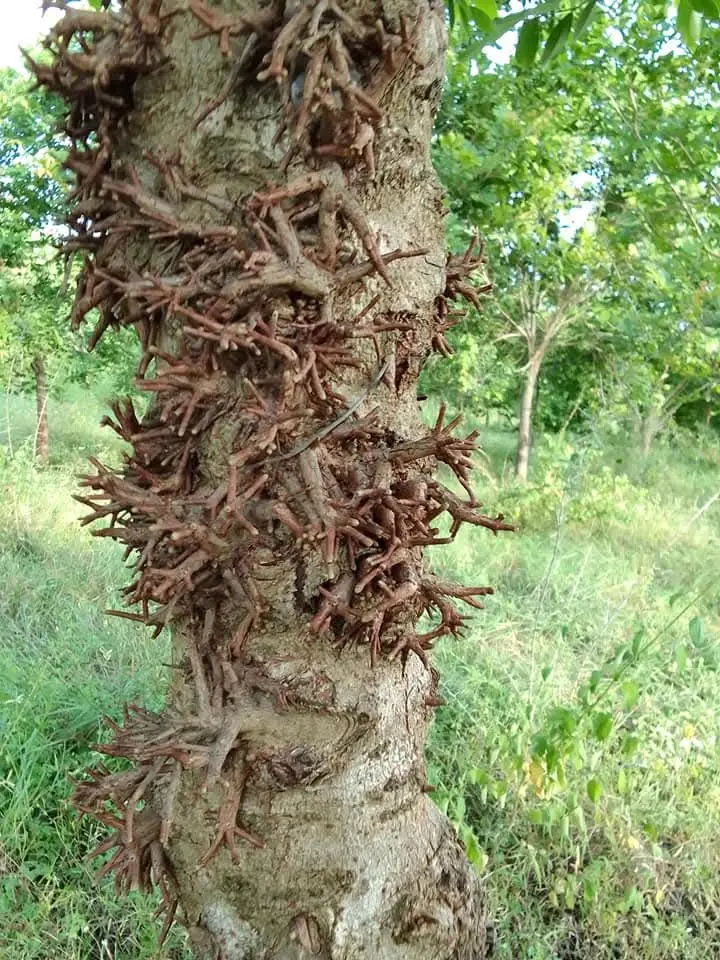 Bridelia retusa (முள் வேங்கை)