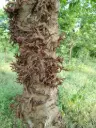Bridelia retusa, Spinous Kino Tree,   முள் வேங்கை