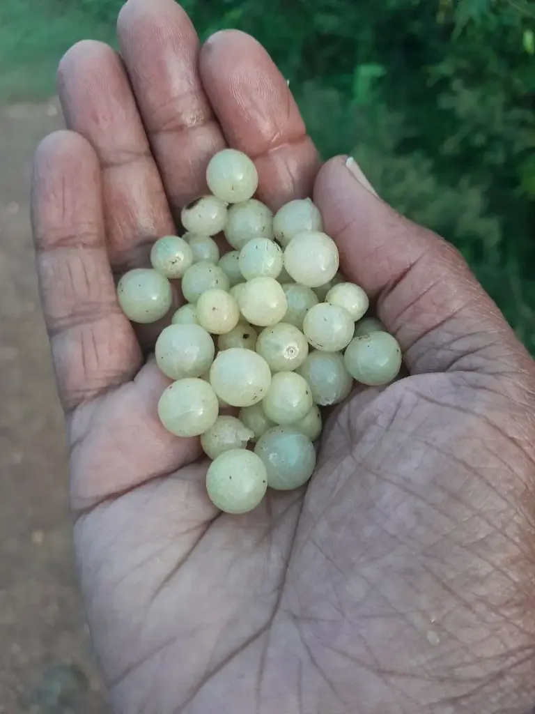 Clausena dentata, Horse wood, ஆனாப் பழம்