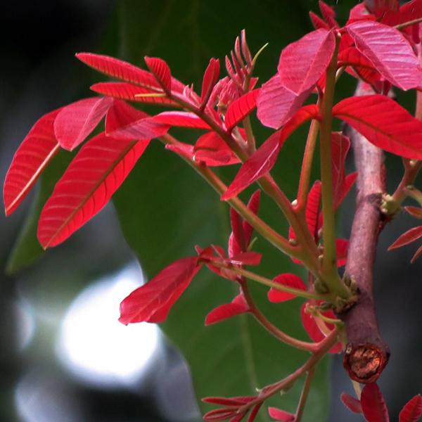Schleichera oleosa (கும்பாதிரி)