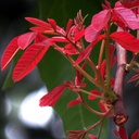 Schleichera oleosa (கும்பாதிரி)