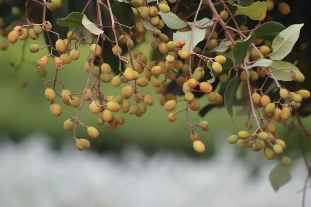 Walsura trifoliata       ( வால்சுரா )