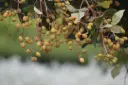 Walsura trifoliata       ( வால்சுரா )