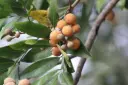 Aglaia elaeagnoidea ( சொக்கலா)