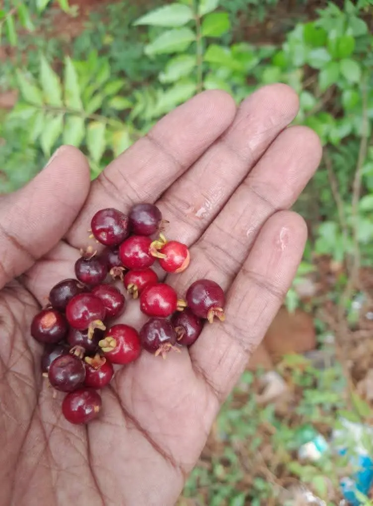 Eugenia bracteata, Coromandel Cherry, தெரு நாவல்