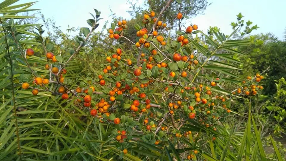 Diospyros ferrea (இரும்புலி)