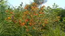 Diospyros ferrea (இரும்புலி)