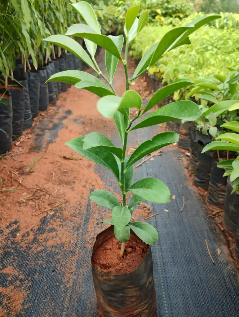 Suregada angustifolia, South Indian Suregada, காக்கைபாலை