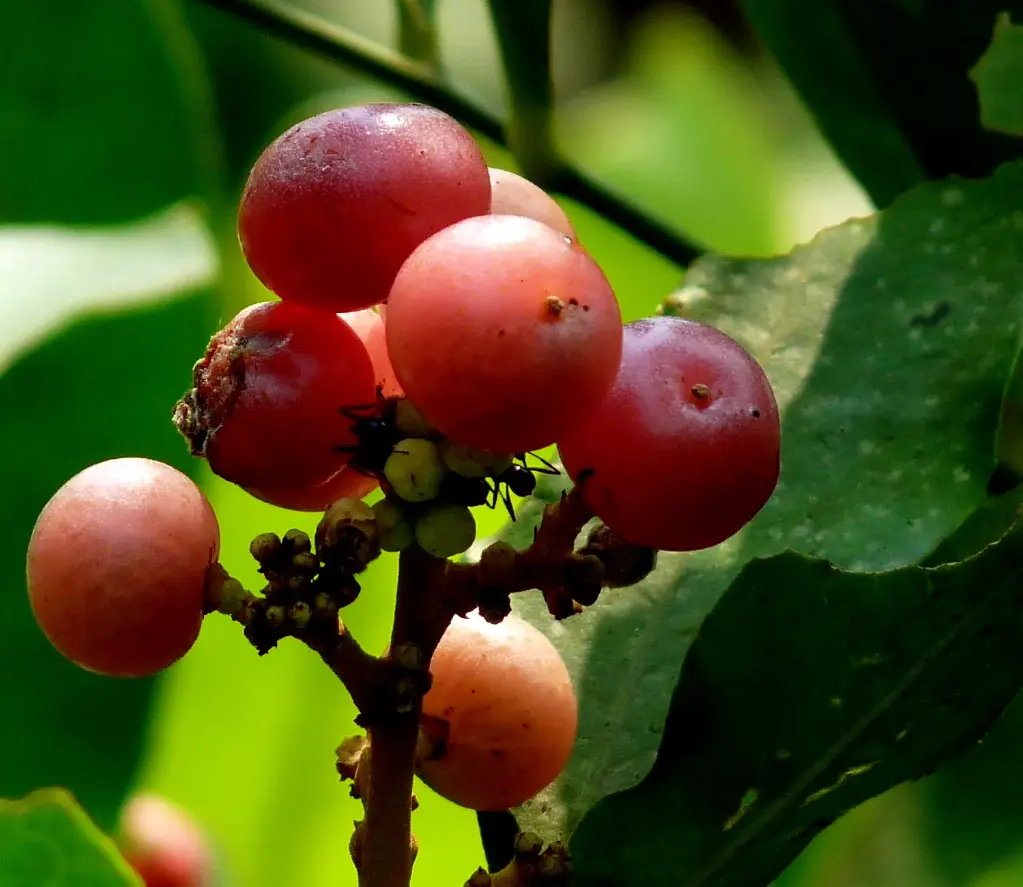 Glycosmis mauritiana (கொஞ்சிபழம்)