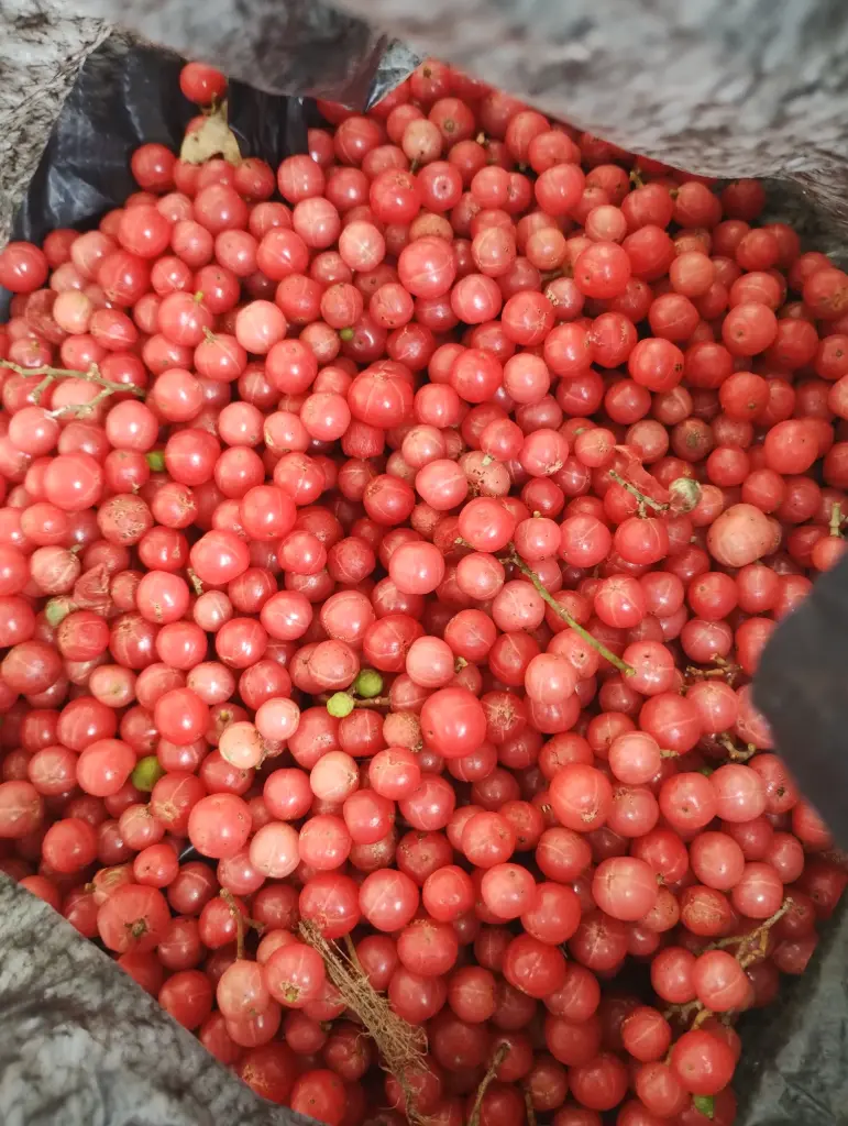 Glycosmis mauritiana, Orangeberry, Ash sheora, Rum Berry, Gin Berry, கொஞ்சிபழம்