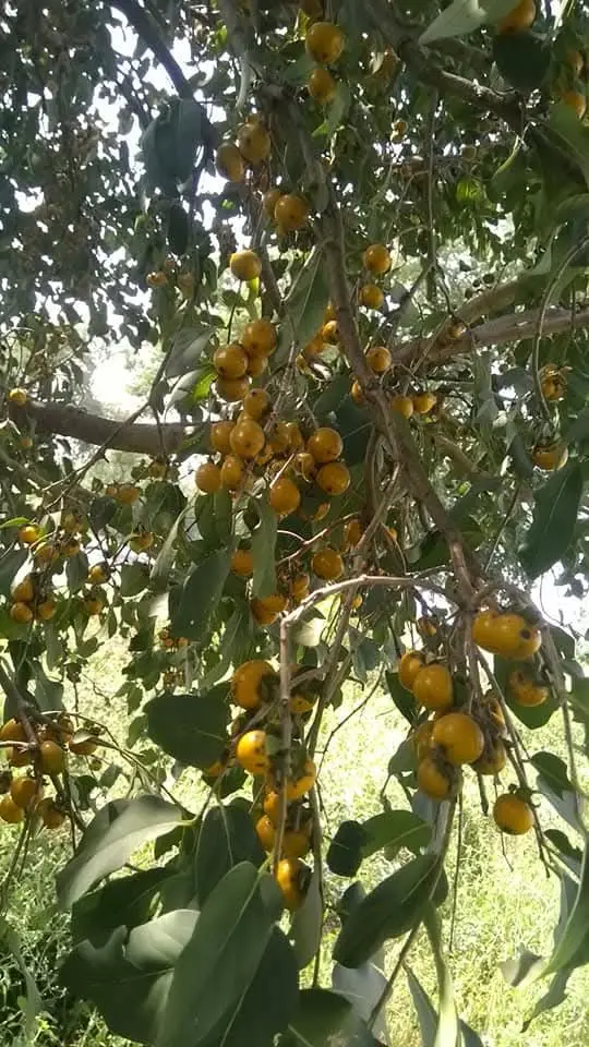 Diospyros montana, Bistendu, Bombay ebony, வக்கனை