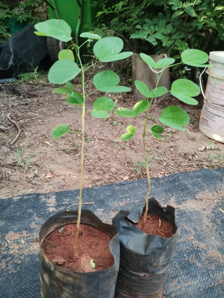Bauhinia tomentosa, Yellow Orchid Tree, St. Thomas Tree, Yellow Bell, திருவாட்சி