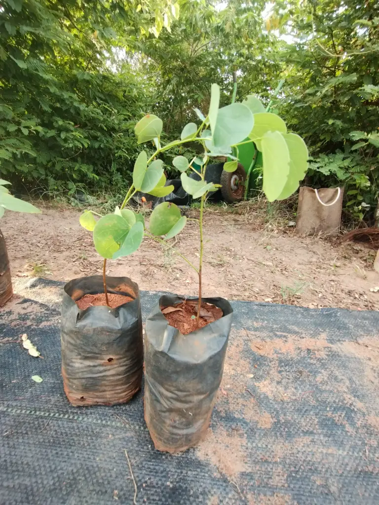 Bauhinia racemosa, Bidi Leaf Tree, தாதகி, ஆத்தி 