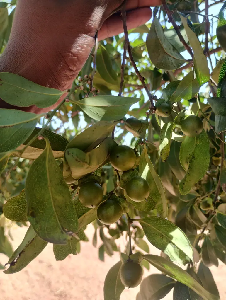 Diospyros ebenum, Indian Ebony, Ceylon Ebony,  கருங்காலி