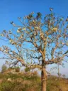 Radermachera xylocarpa, Padri Tree, Stag's-Horn Trumpet-Flower Tree, White-Flowered Trumpet-Flower, பாதிரி