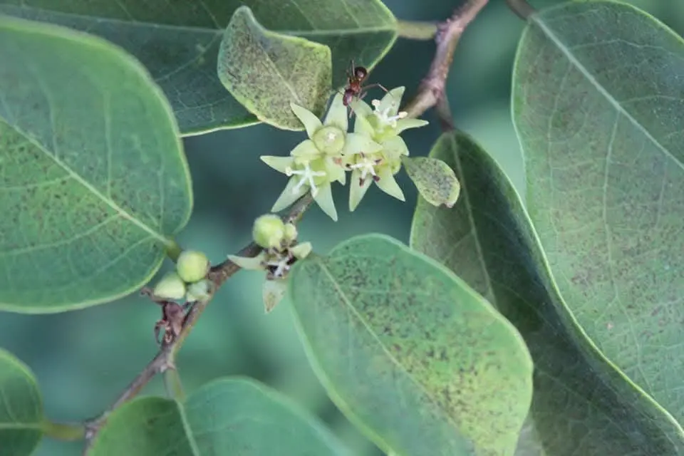Cleistanthus collinus, Toxic Gooseberry, Herbicide tree, ஒடுவன்