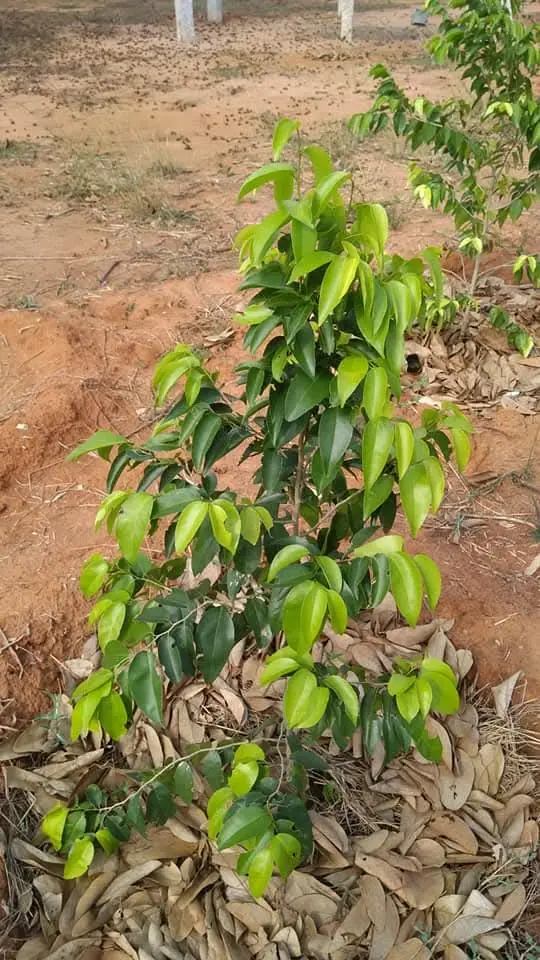 Drypetes sepiaria,  Hedge Boxwood, வீரை, கல் வீரை