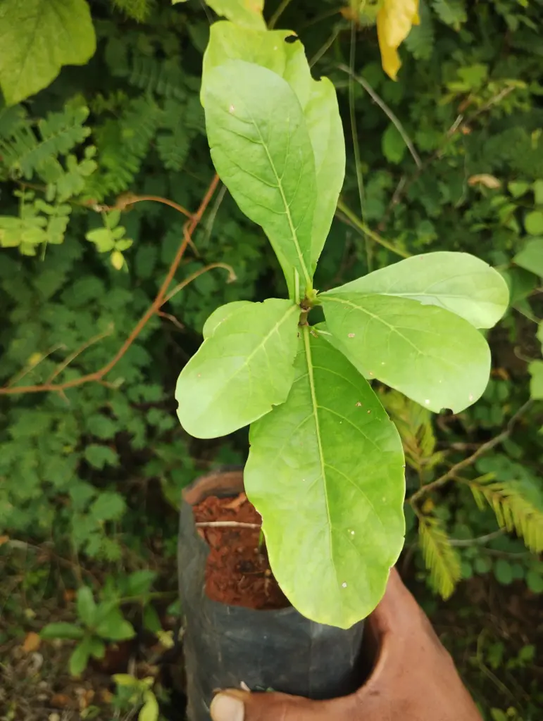 Tamilnadia uliginosa, Divine Jasmine, Grey Emetic Nut, பெருங்காரை