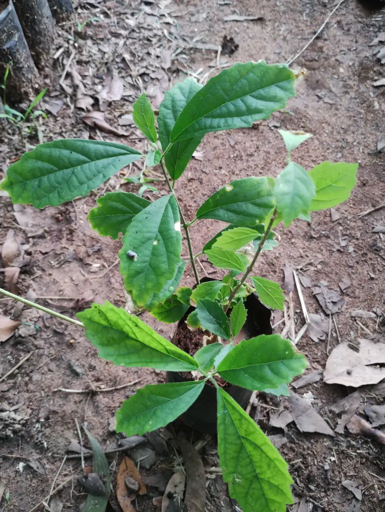 Symphorema involucratum (பூங்குரங்கு), pinwheel creeper