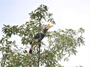 Ficus albipila, Abbey tree 
