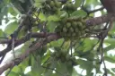 Madhuca longifolia, Indian butter tree,இலுப்பை