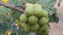 Sapindus emarginatus, Soapnut tree,Notched leaf Soapnut, மணிபுங்கன்