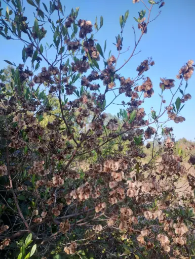 Dodonaea viscosa, hope bush, விராலி