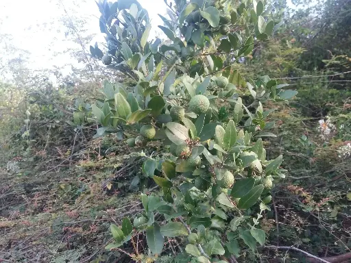 Atlantia monophylla (காட்டு, நாட்டு எலுமிச்சை )