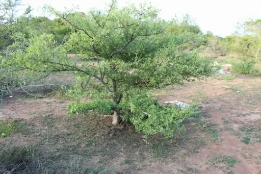 Dolichondrone falcata (கடலாத்தி)