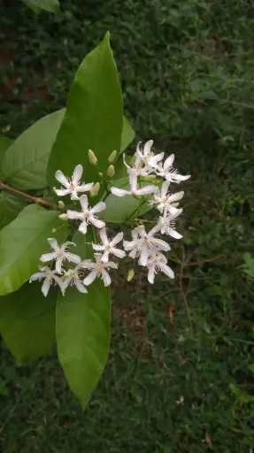 Wrightia tinctoria (வெப்பாலை)