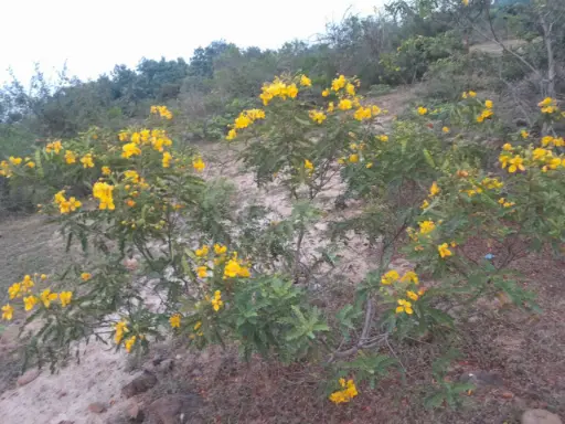 Senna auriculata (ஆவாரம் பூ)