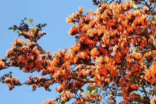 Butea monosperma (புரசு)