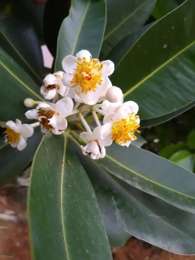 Calophyllum inophyllum (புன்னை)