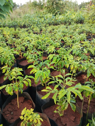 Clausena dentata (ஆனாப் பழம்)