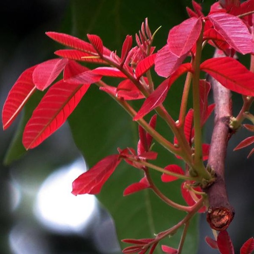 Schleichera oleosa (கும்பாதிரி)