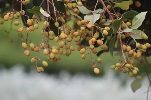 Walsura trifoliata       ( வால்சுரா )