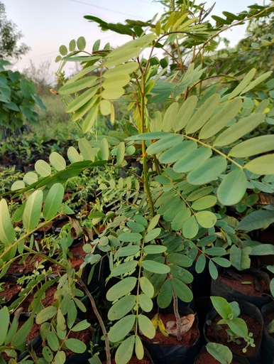 Senna Montana (மலை ஆவாரம்)