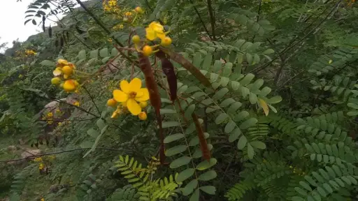 Senna Montana (மலை ஆவாரம்)